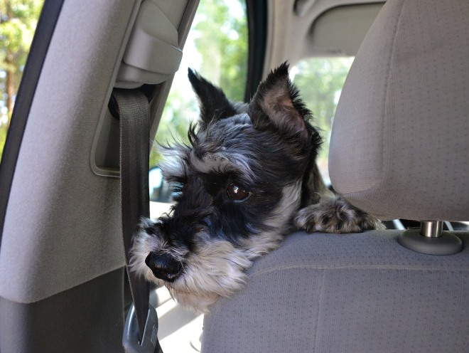 Собака смотрит в окно в машине