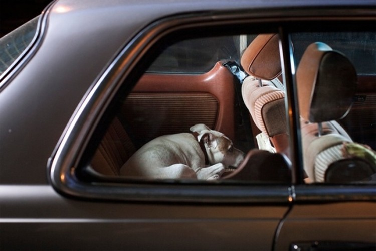 спокойная собака в салоне авто