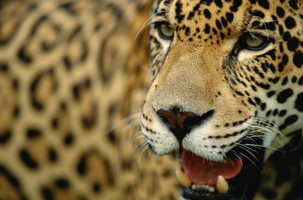 Jaguar, Brazil