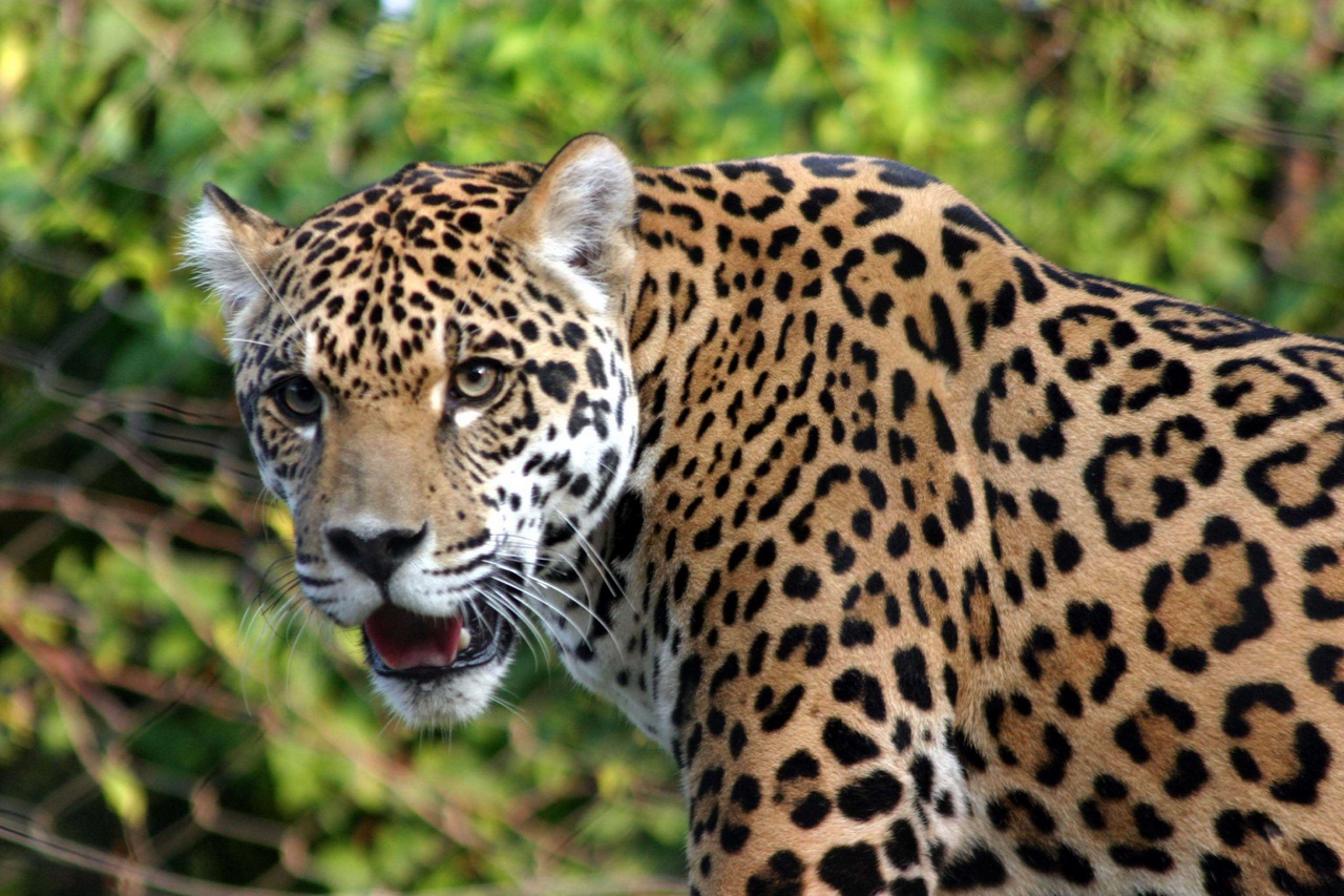 Licking male jaguar (Panthera onca palustris)