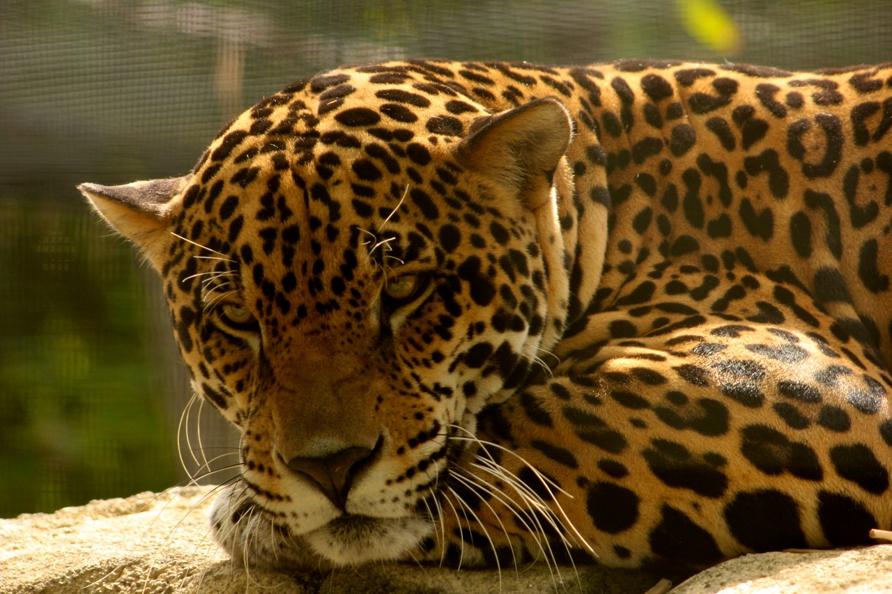 Licking male jaguar (Panthera onca palustris)