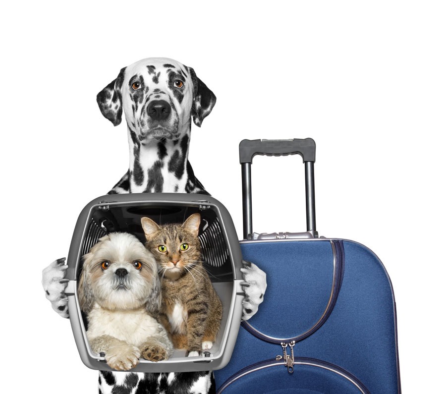 Как перевезти собаку или кошку в самолете