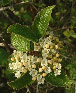 Viburnum lantana