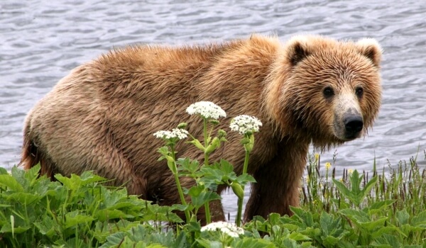 Фото: Гигантский медведь кадьяк