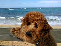 photo of a dog at the beach