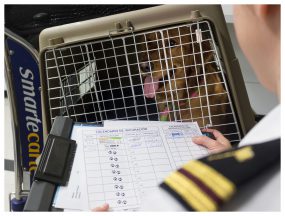 A CDC public health officer checks the rabies vaccination certificate of a dog in a kennel just arrived into the United States. Photo credit to Derek Sakris, CDC.